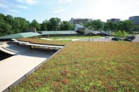 green roof pic